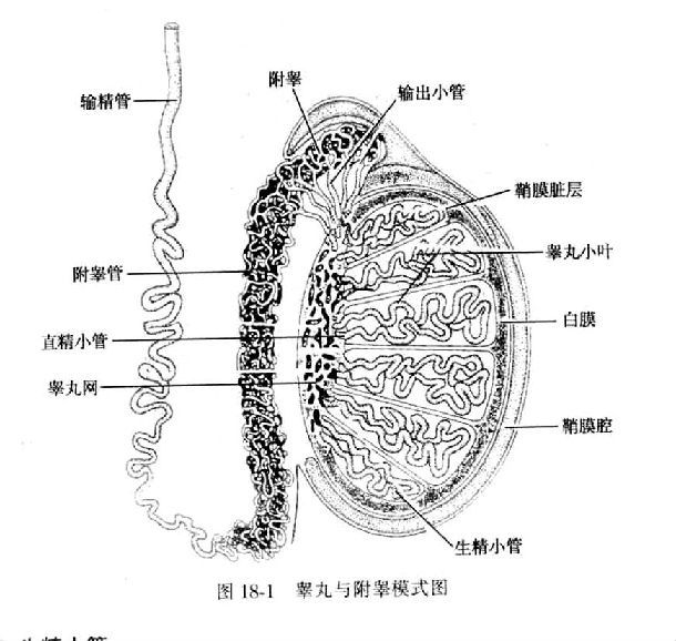 ӵ޾֢