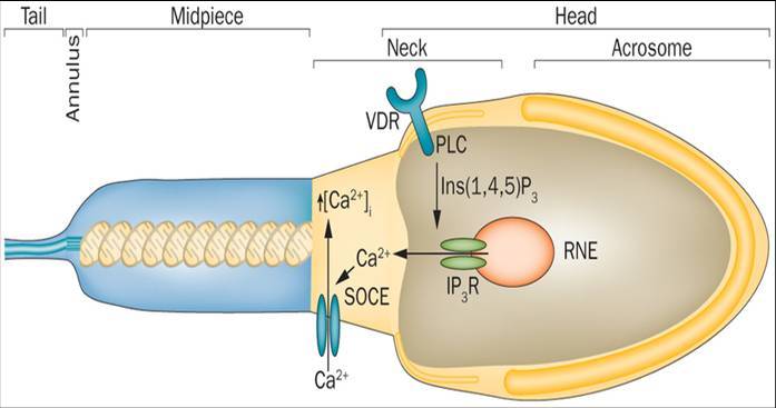 ��ά����D�����Բ�����